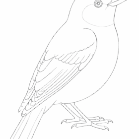 A4 Size Printed Drawing Sheet – Birds Drawing (Code – 118)
