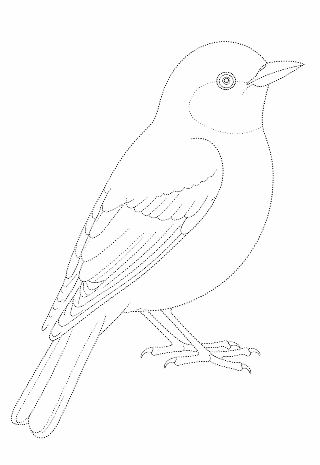 A4 size printed drawing sheet bird drawing