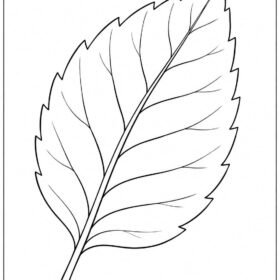 Leaf Drawing – A4 Printed (Code-215)