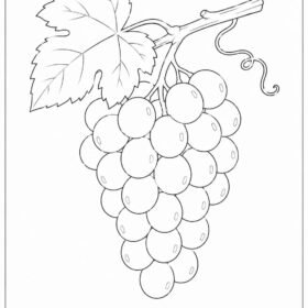 A4 Size Printed Drawing Sheet – Grapes Drawing (Code – 607)