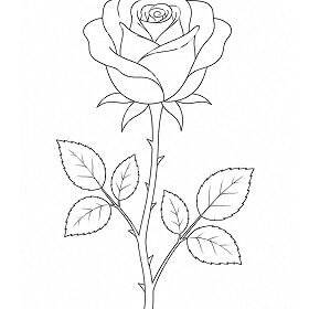 Flower Drawing